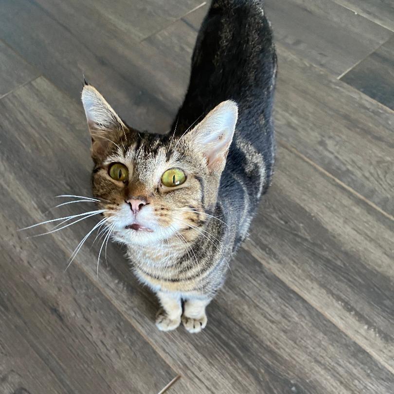 Acat, Adoptable, Adult Female Domestic Short Hair.