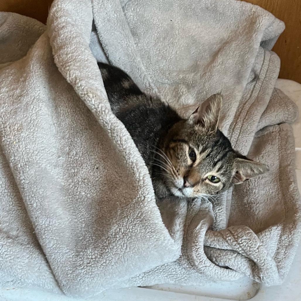 Acat, Adoptable, Young Female Domestic Short Hair.