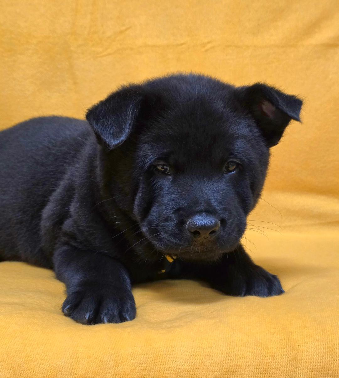 Enlarge Kai, an adopted mixed breed in Phenix City, AL image 3/6