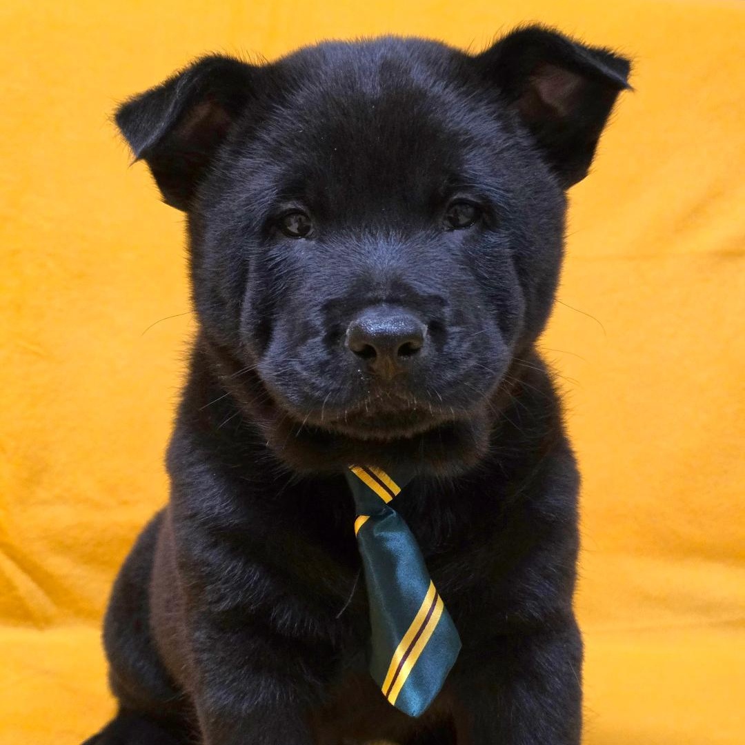 Enlarge Kai, an adopted mixed breed in Phenix City, AL image 1/6