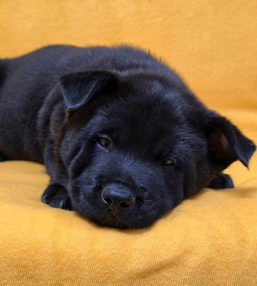 Enlarge Kai, an adopted mixed breed in Phenix City, AL image 6/6