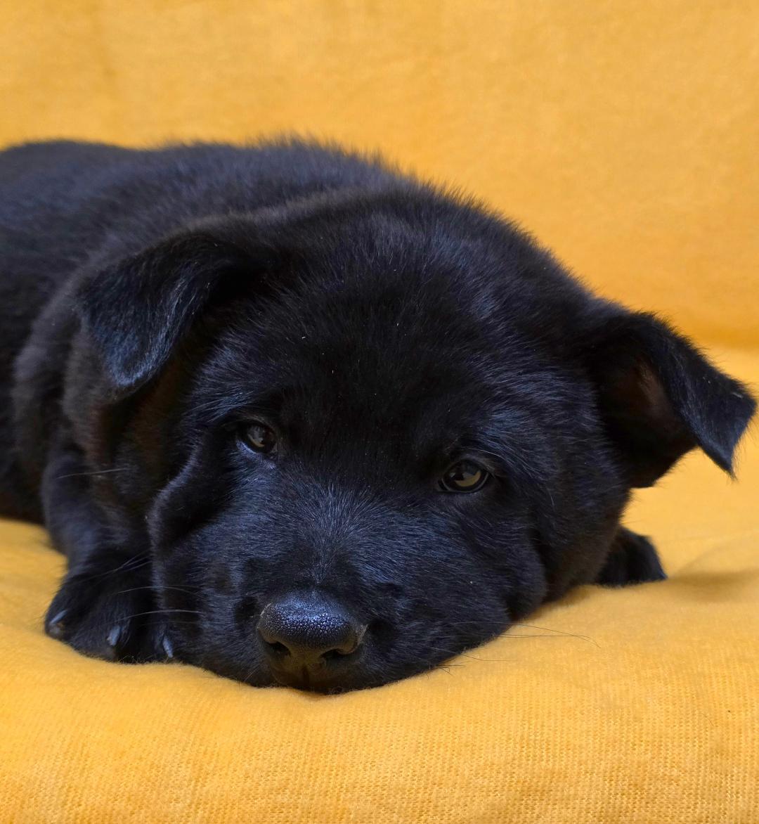 Enlarge Kai, an adopted mixed breed in Phenix City, AL image 4/6