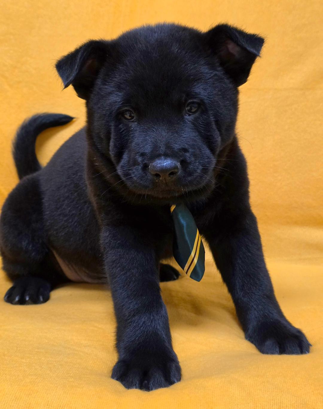 Enlarge Kai, an adopted mixed breed in Phenix City, AL image 5/6