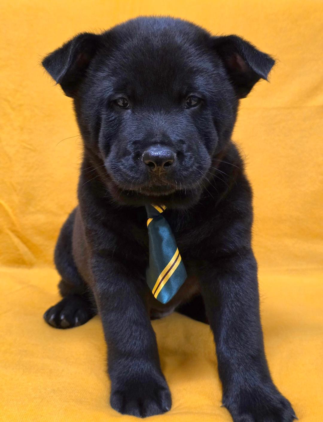 Enlarge Kai, an adopted mixed breed in Phenix City, AL image 2/6