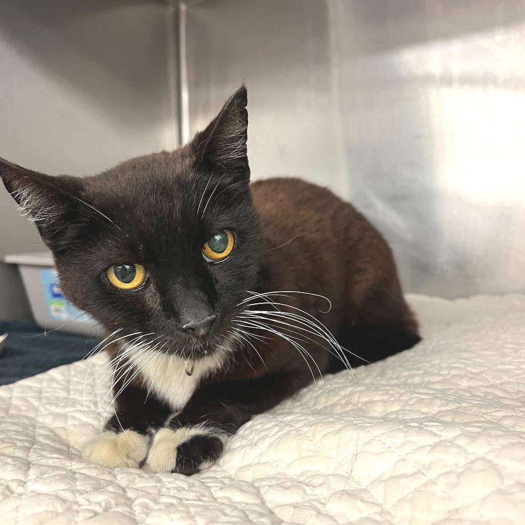 Beast Boy — thumbnail 2