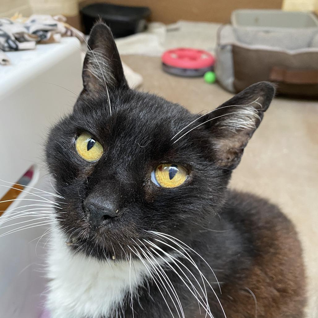 Beast Boy — thumbnail 3