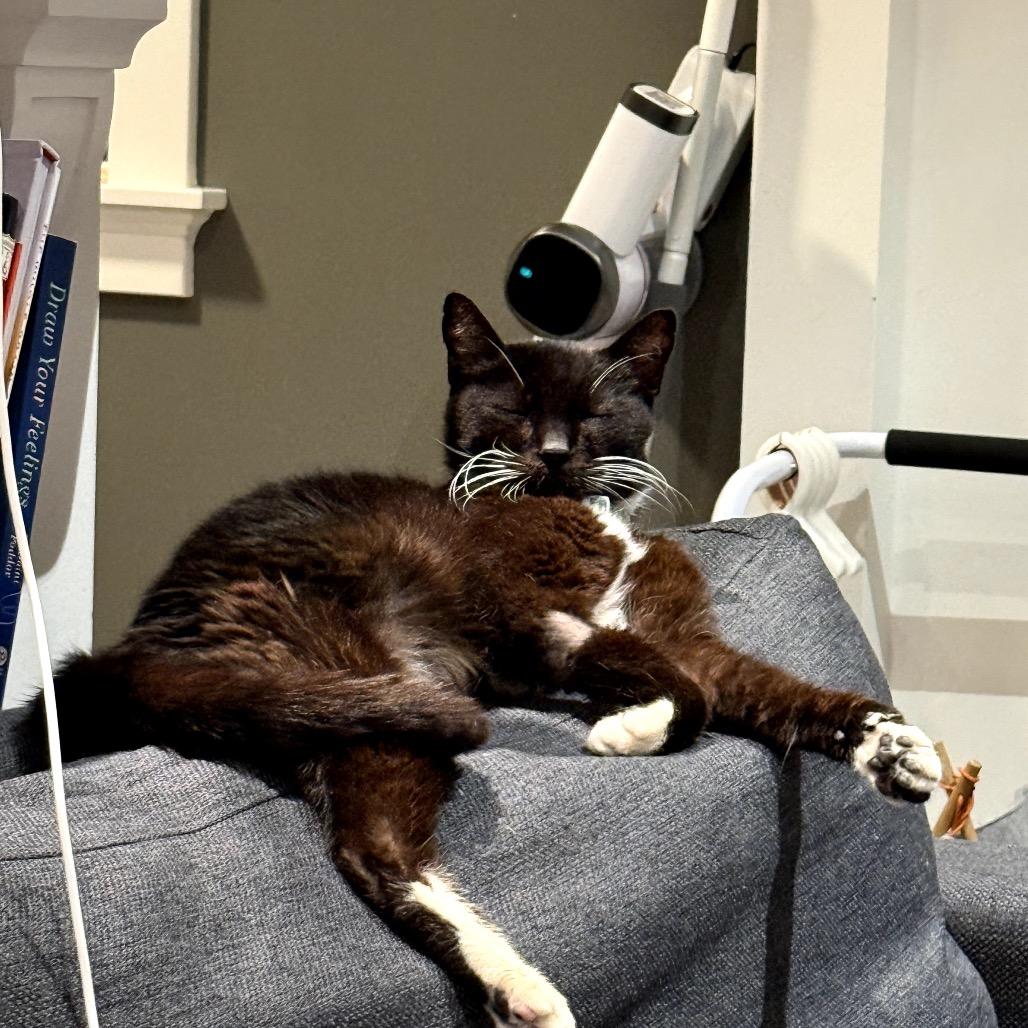 Beast Boy — thumbnail 4