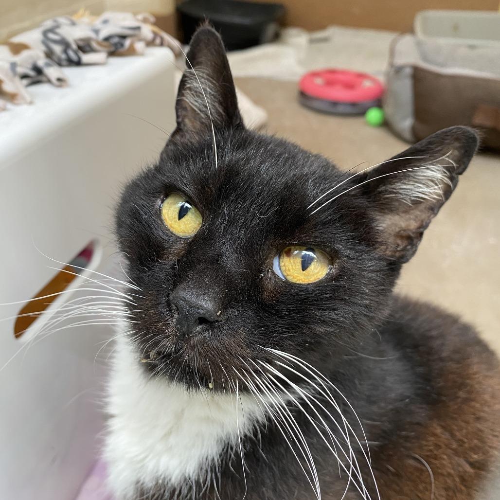 Beast Boy — thumbnail 5