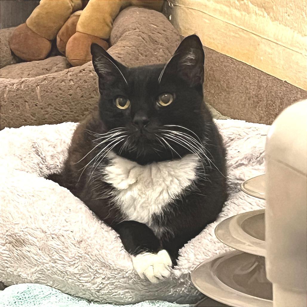 Beast Boy — thumbnail 6