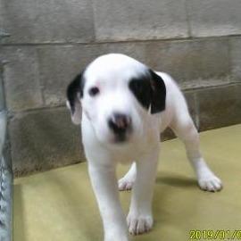 Steve Austin, Adoptable, Adult Male Labrador Retriever.