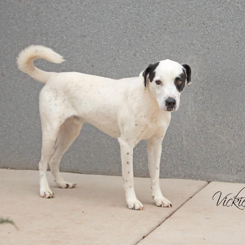 Enlarge Steve Austin, a Adoptable mixed breed in Abilene, TX image 1/2