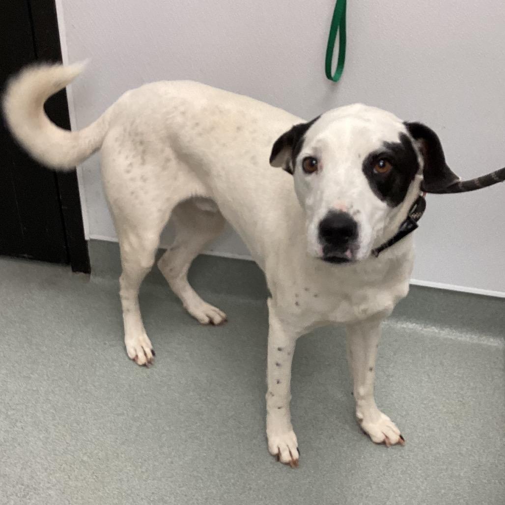 Enlarge Steve Austin, a Adoptable mixed breed in Abilene, TX image 2/2