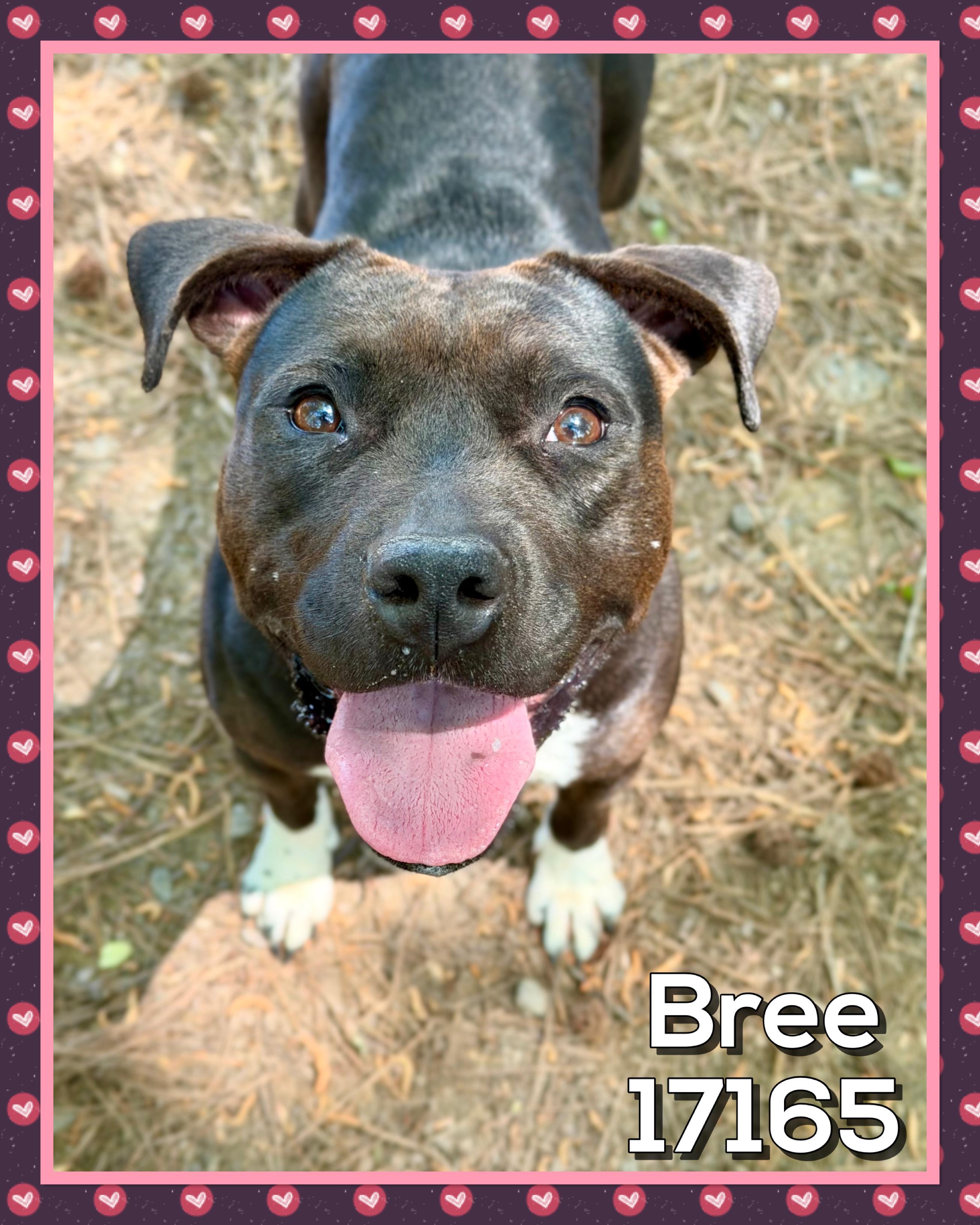Enlarge BREE , a ADOPTABLE mixed breed in Marietta, GA image 4/5