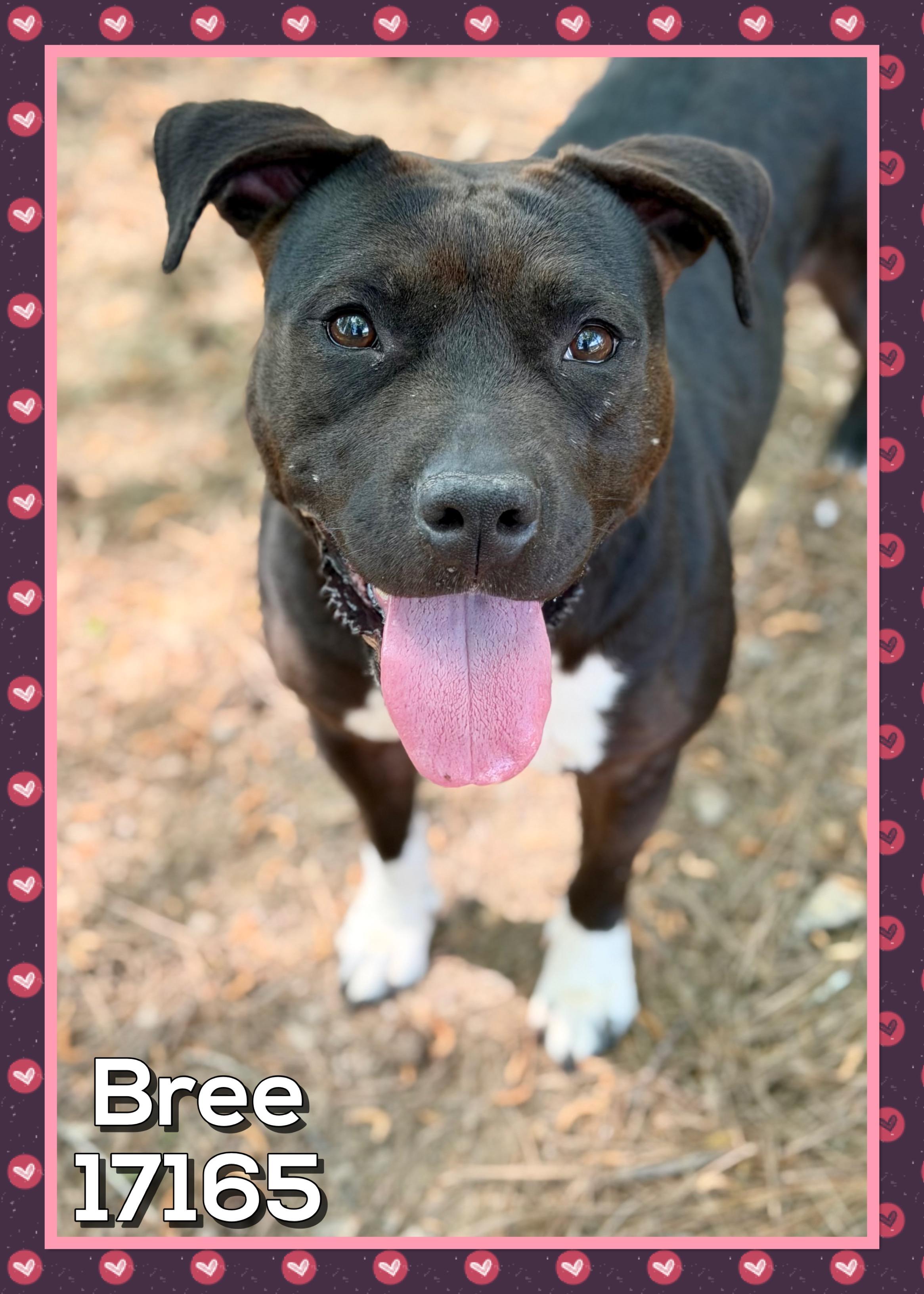 Enlarge BREE , a ADOPTABLE mixed breed in Marietta, GA image 1/5