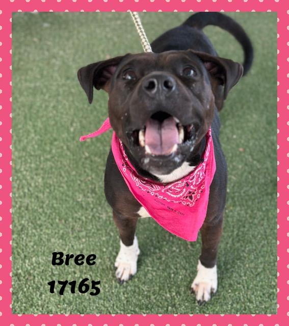Enlarge BREE , a ADOPTABLE mixed breed in Marietta, GA image 3/5