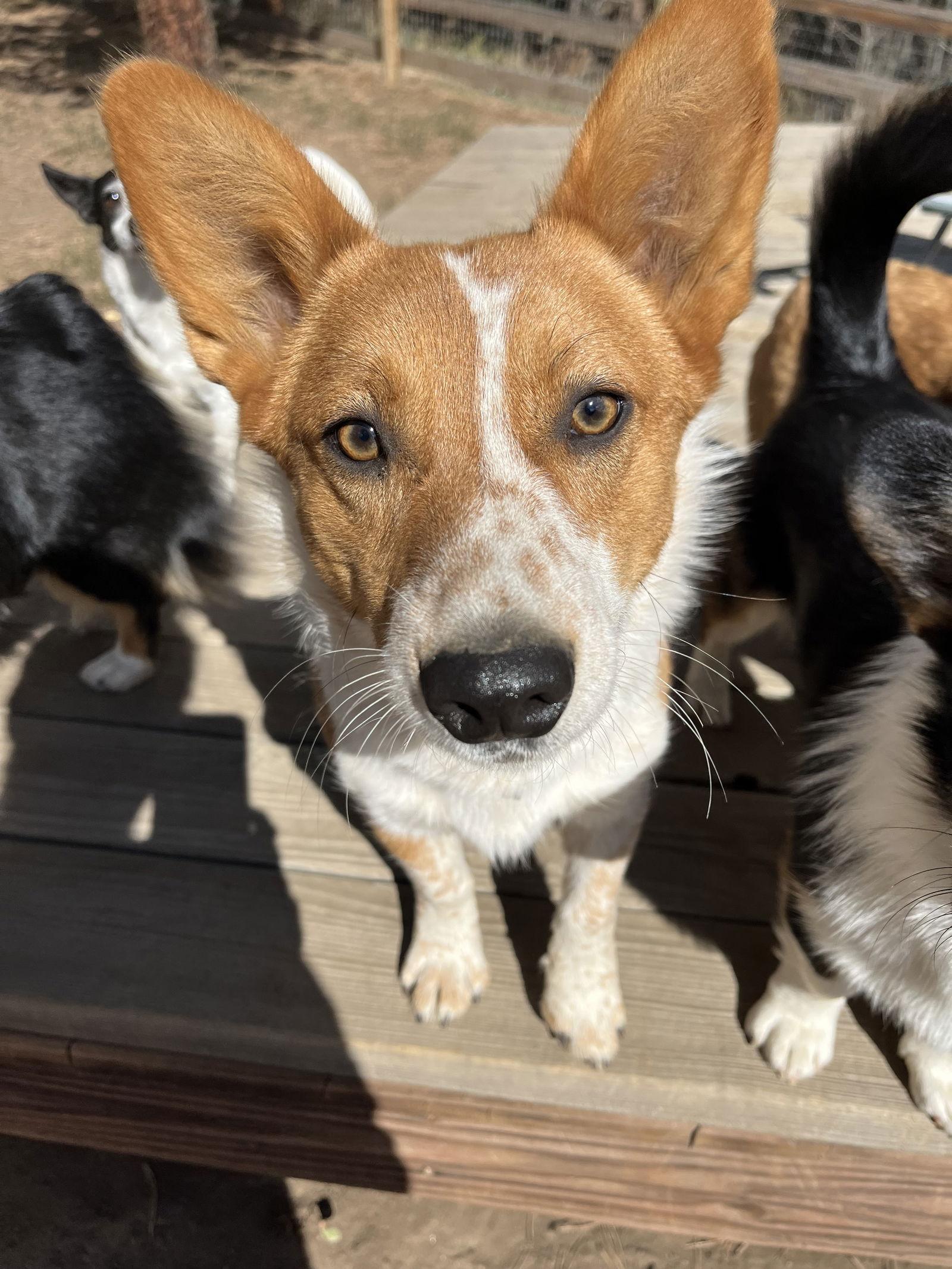 Enlarge Cody, a Adoptable mixed breed in Denver, CO image 2/3