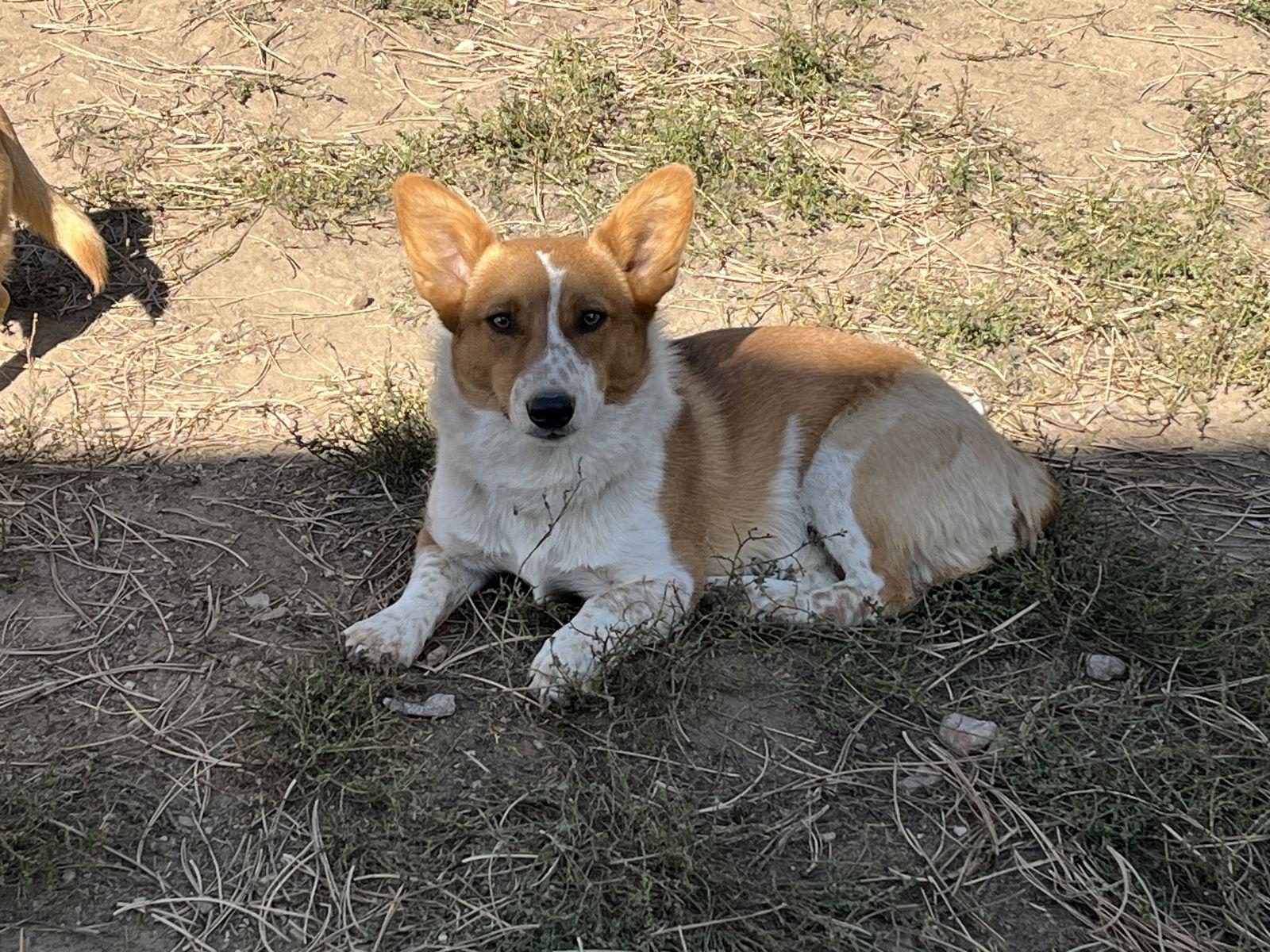 Enlarge Cody, a Adoptable mixed breed in Denver, CO image 3/3