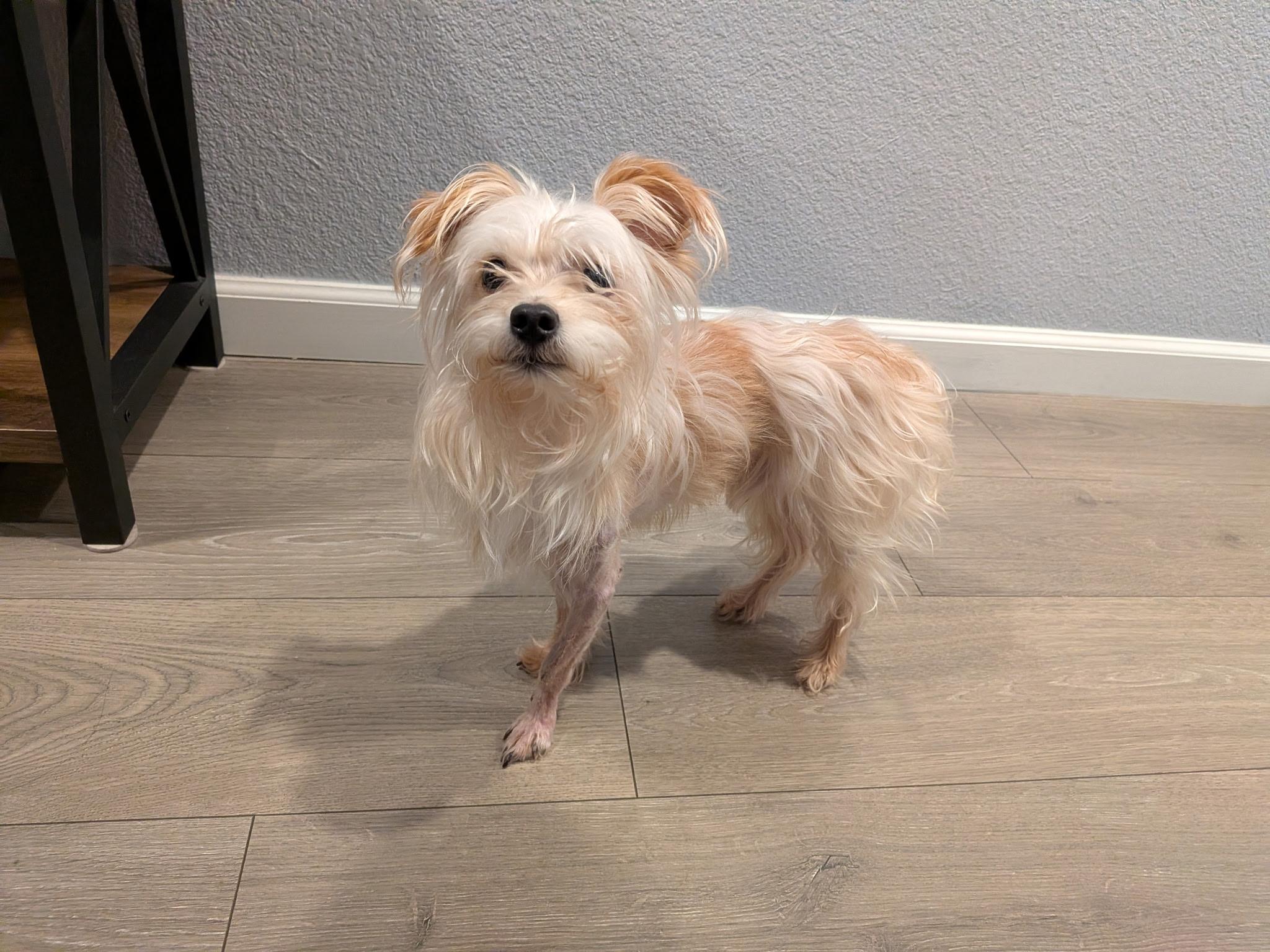 Mochi, ADOPTABLE, Adult Male Yorkshire Terrier.