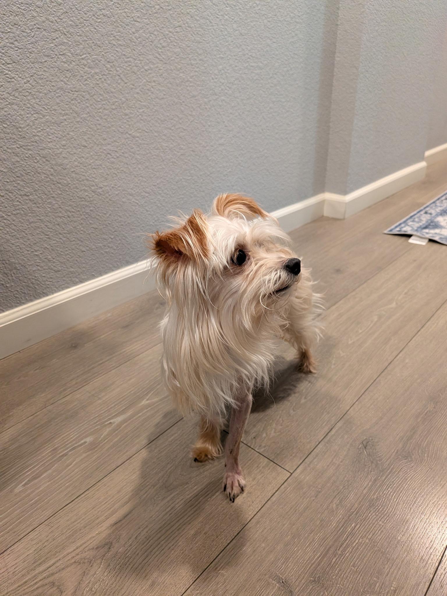 Mochi, a ADOPTABLE mixed breed in Penryn, CA image 2/2