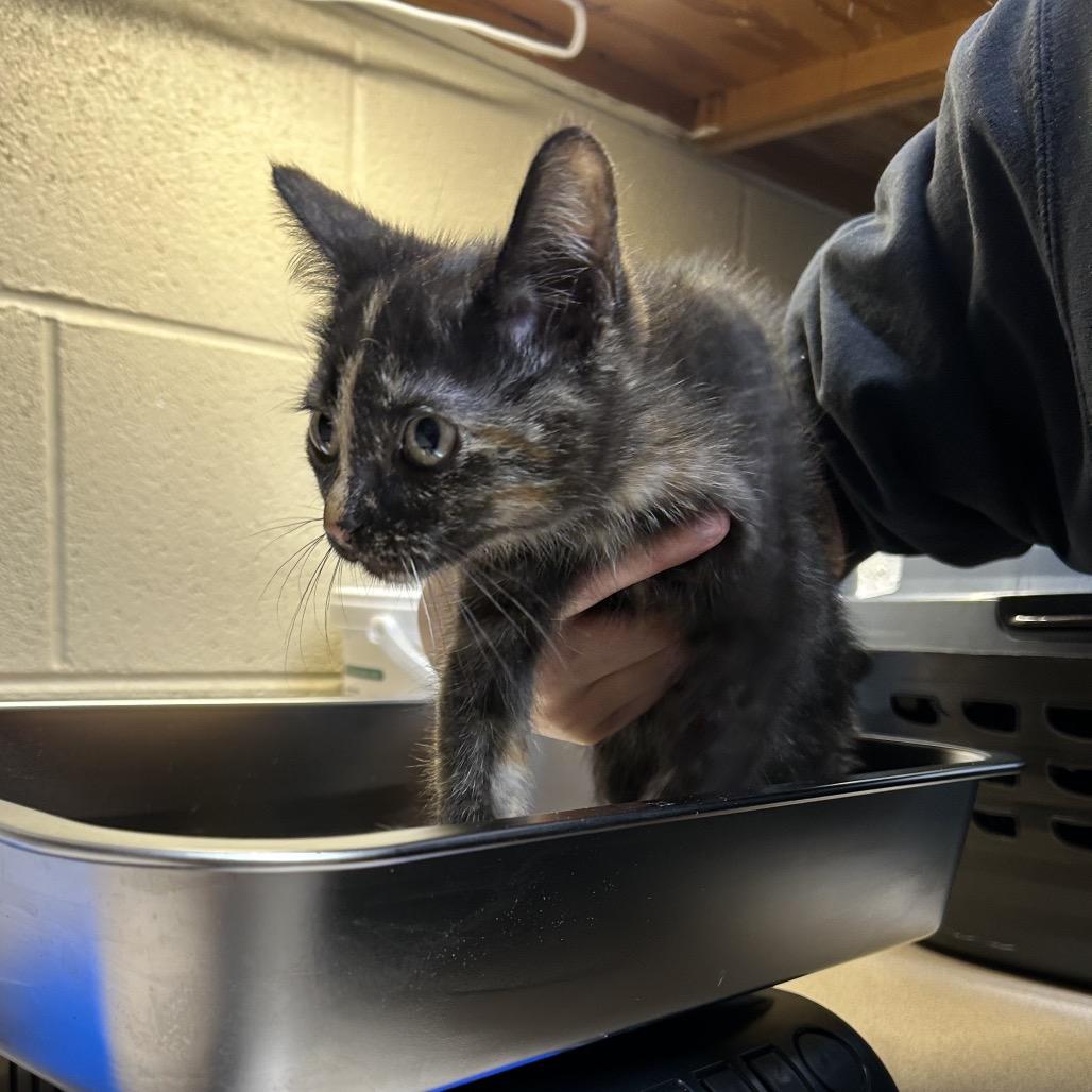 Tuna Helper, Adoptable, Kitten Female American Shorthair.