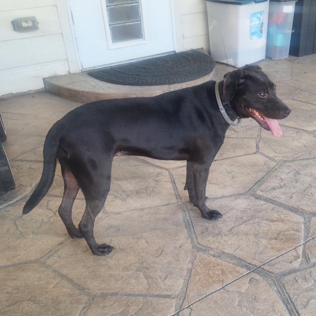 Dog for adoption LILGHA, a Pit Bull Terrier & Labrador Retriever Mix