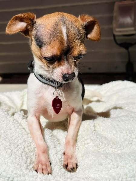 Harvey, a Adopted Chihuahua image 1/6