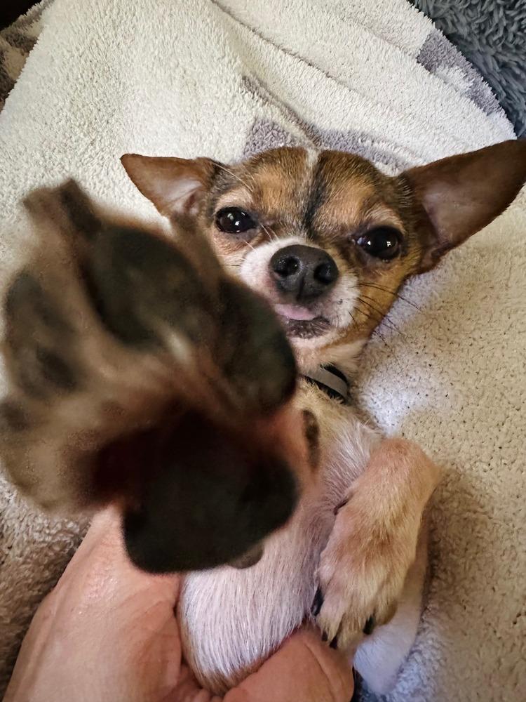 Harvey, a Adopted Chihuahua image 2/6