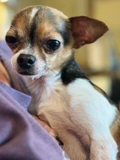 Harvey, a Adopted Chihuahua image 3/6