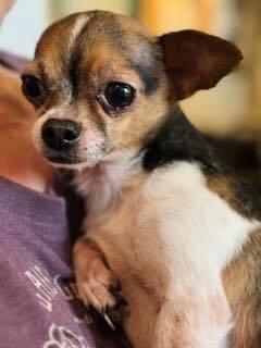 Harvey, a Adopted Chihuahua image 4/6