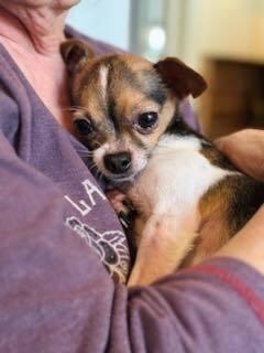 Harvey, a Adopted Chihuahua image 5/6