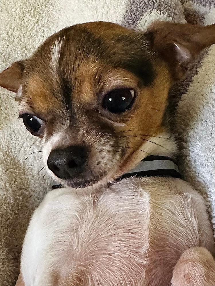 Harvey, Adopted, Adult Male Chihuahua.