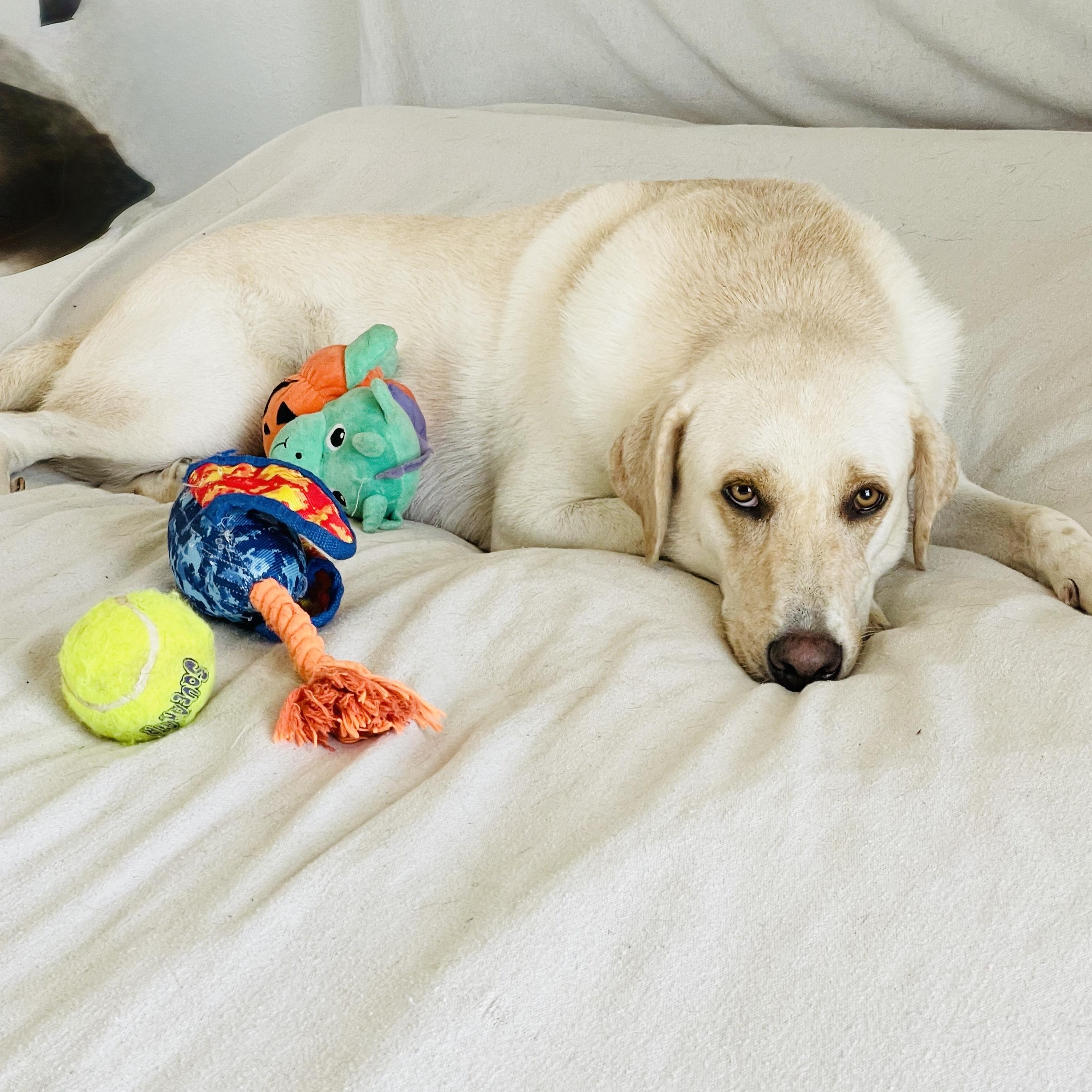 Enlarge Darling Ruby, a Adoptable mixed breed in West Hartford , CT image 2/5