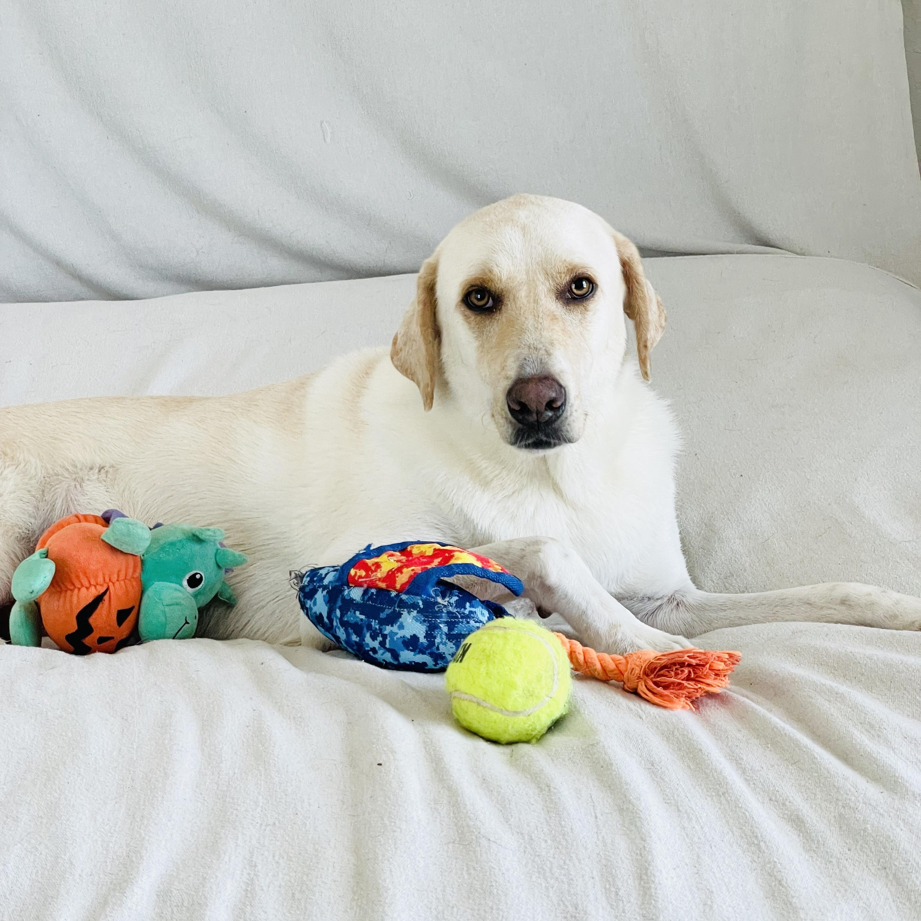 Enlarge Darling Ruby, a Adoptable mixed breed in West Hartford , CT image 5/5