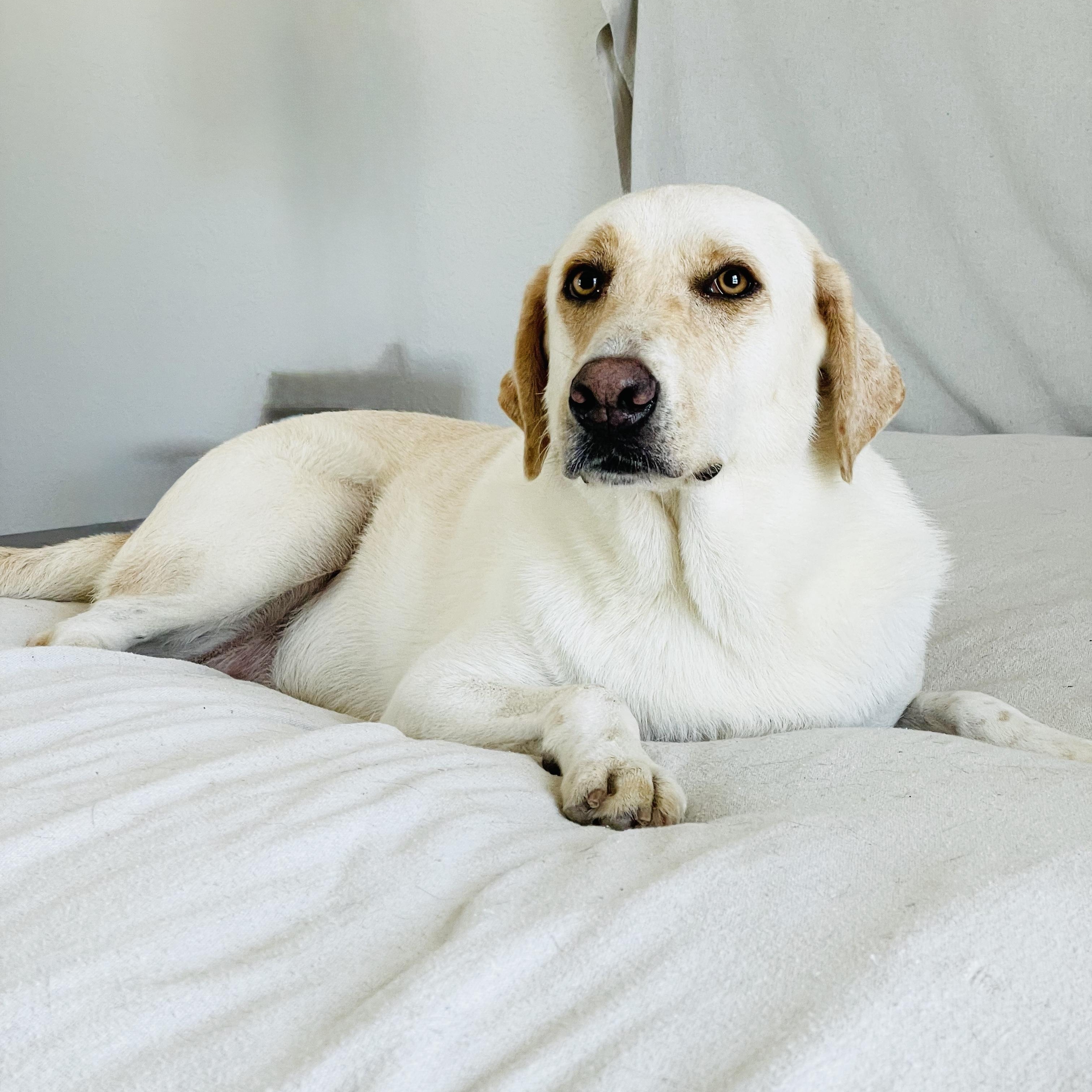 Enlarge Darling Ruby, a Adoptable mixed breed in West Hartford , CT image 4/5