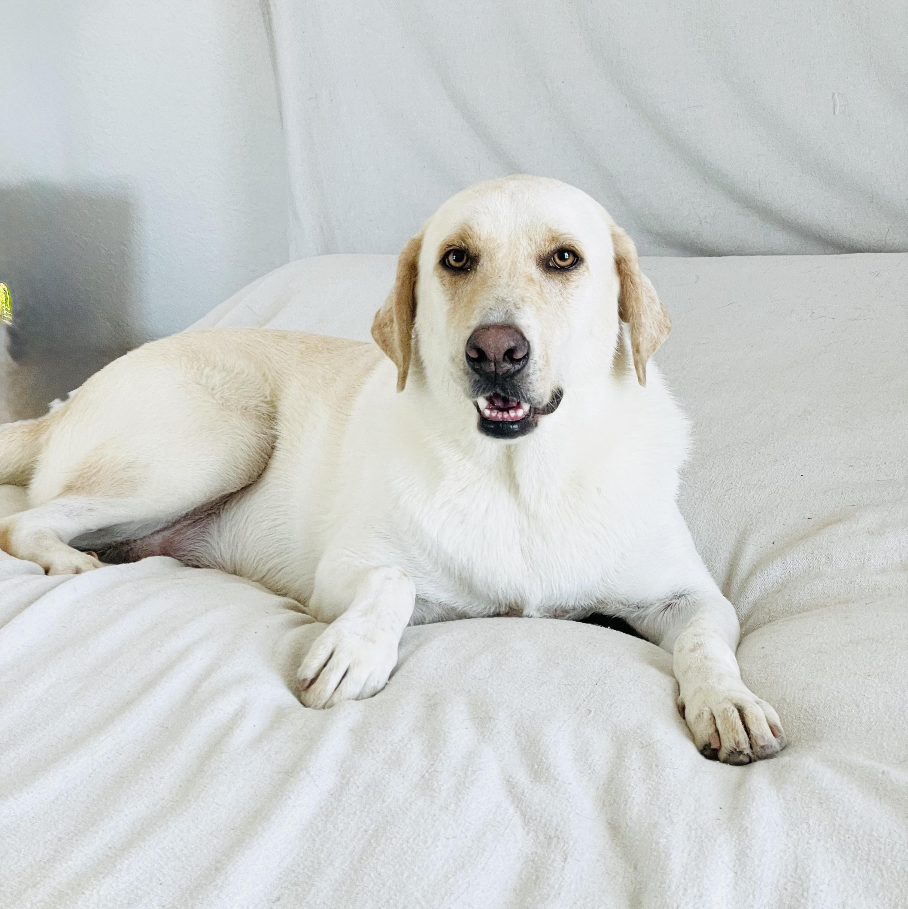 Enlarge Darling Ruby, a Adoptable mixed breed in West Hartford , CT image 3/5