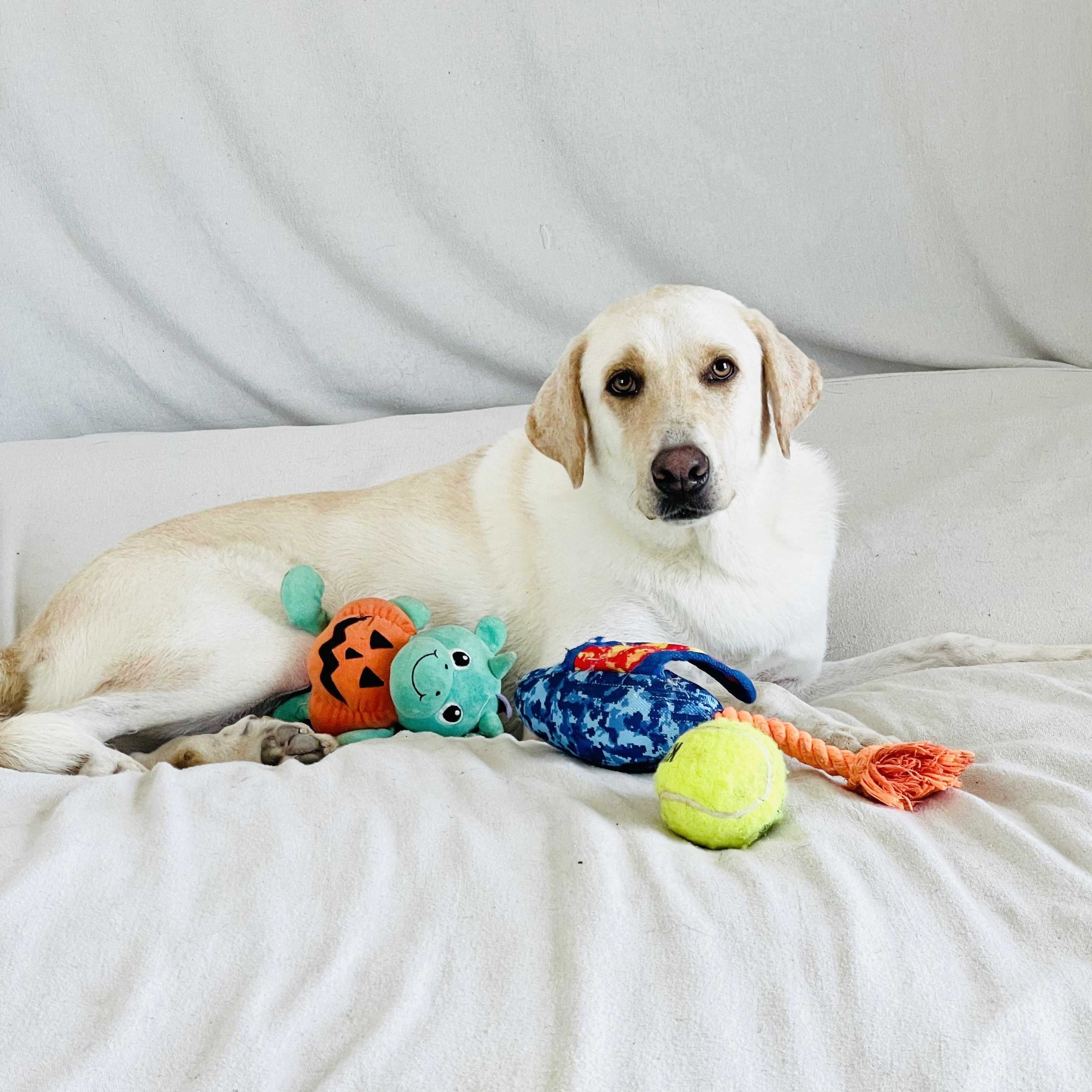 Enlarge Darling Ruby, a Adoptable mixed breed in West Hartford , CT image 1/5