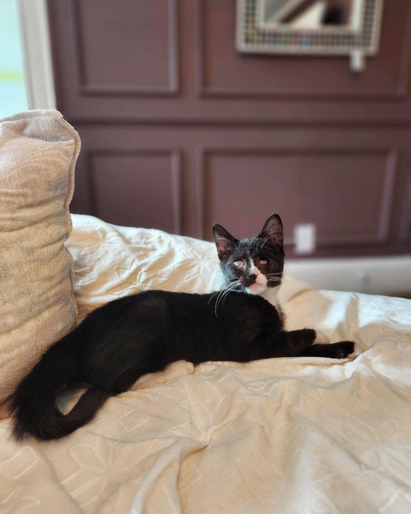 Pearl, Adoptable, Adult Female Domestic Short Hair.