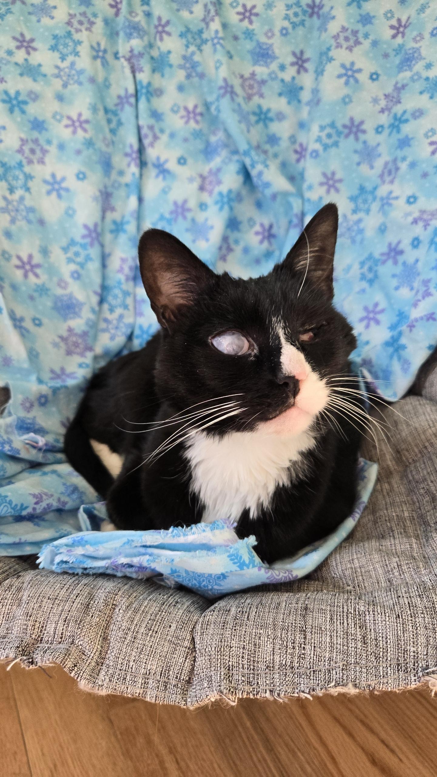 Enlarge Pearl, a Adoptable Domestic Short Hair in Salem, MA image 4/4