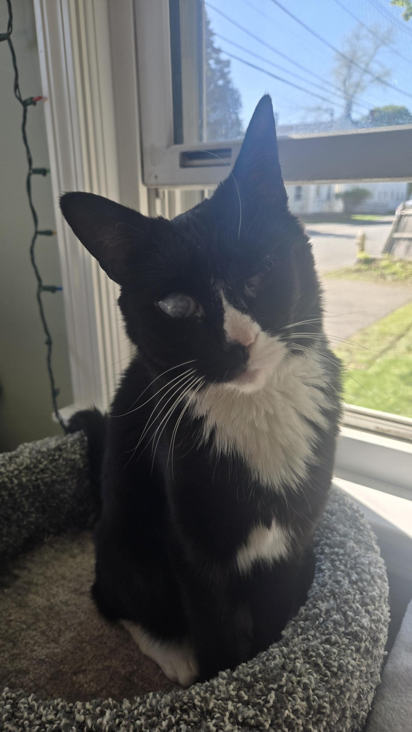 Enlarge Pearl, a Adoptable Domestic Short Hair in Salem, MA image 2/4