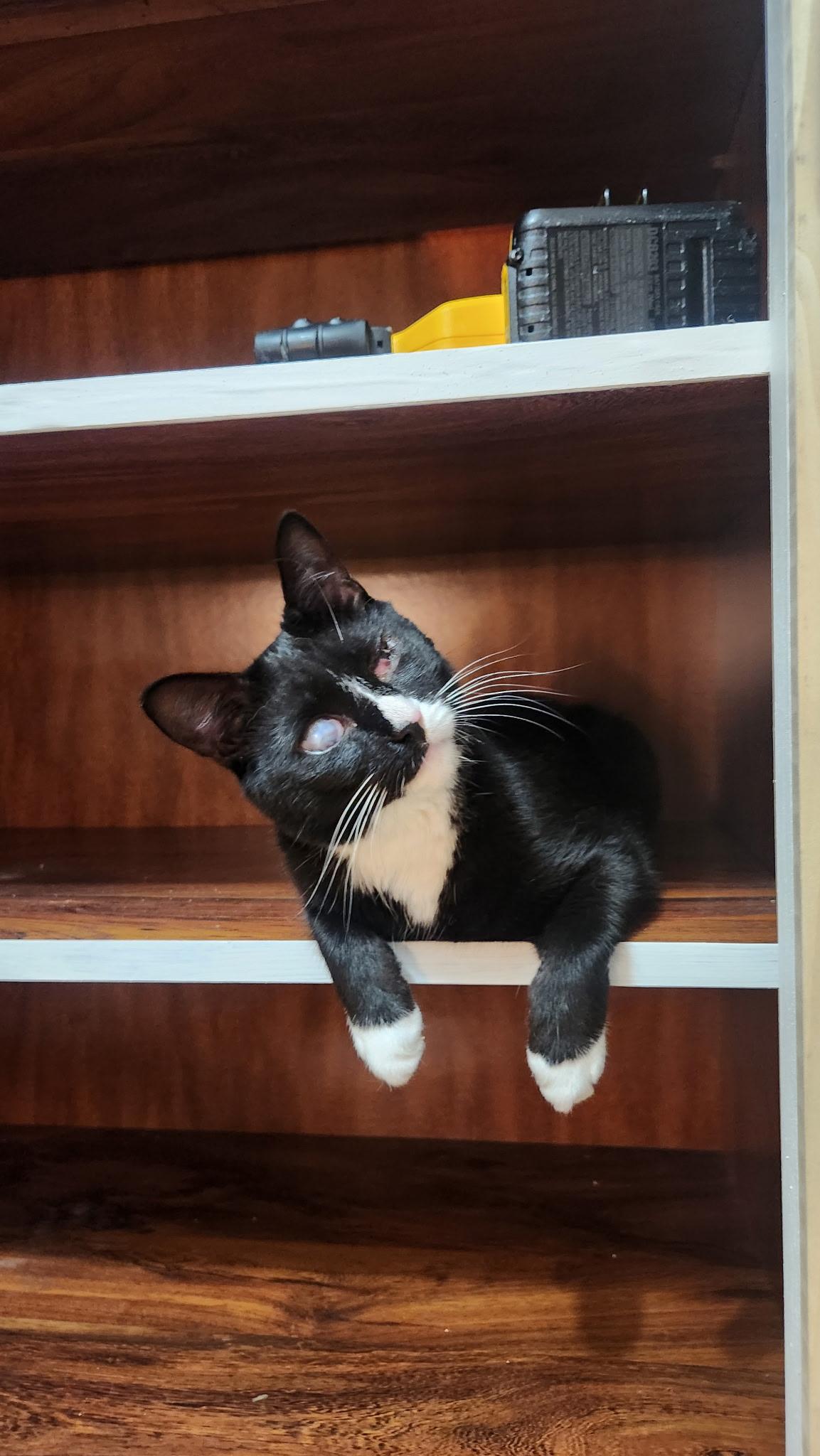 Pearl, a Adoptable Domestic Short Hair in Salem, MA image 1/3