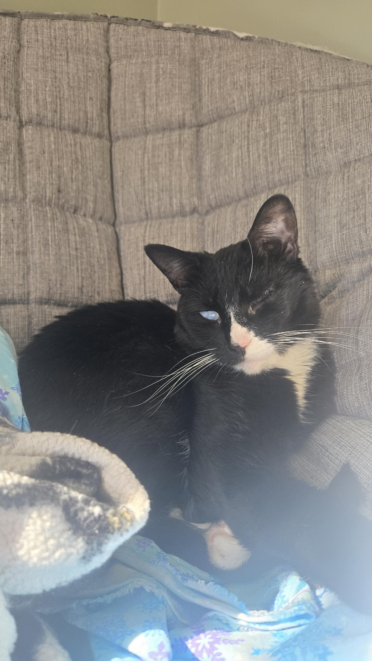 Pearl, Adoptable, Adult Female Domestic Short Hair.
