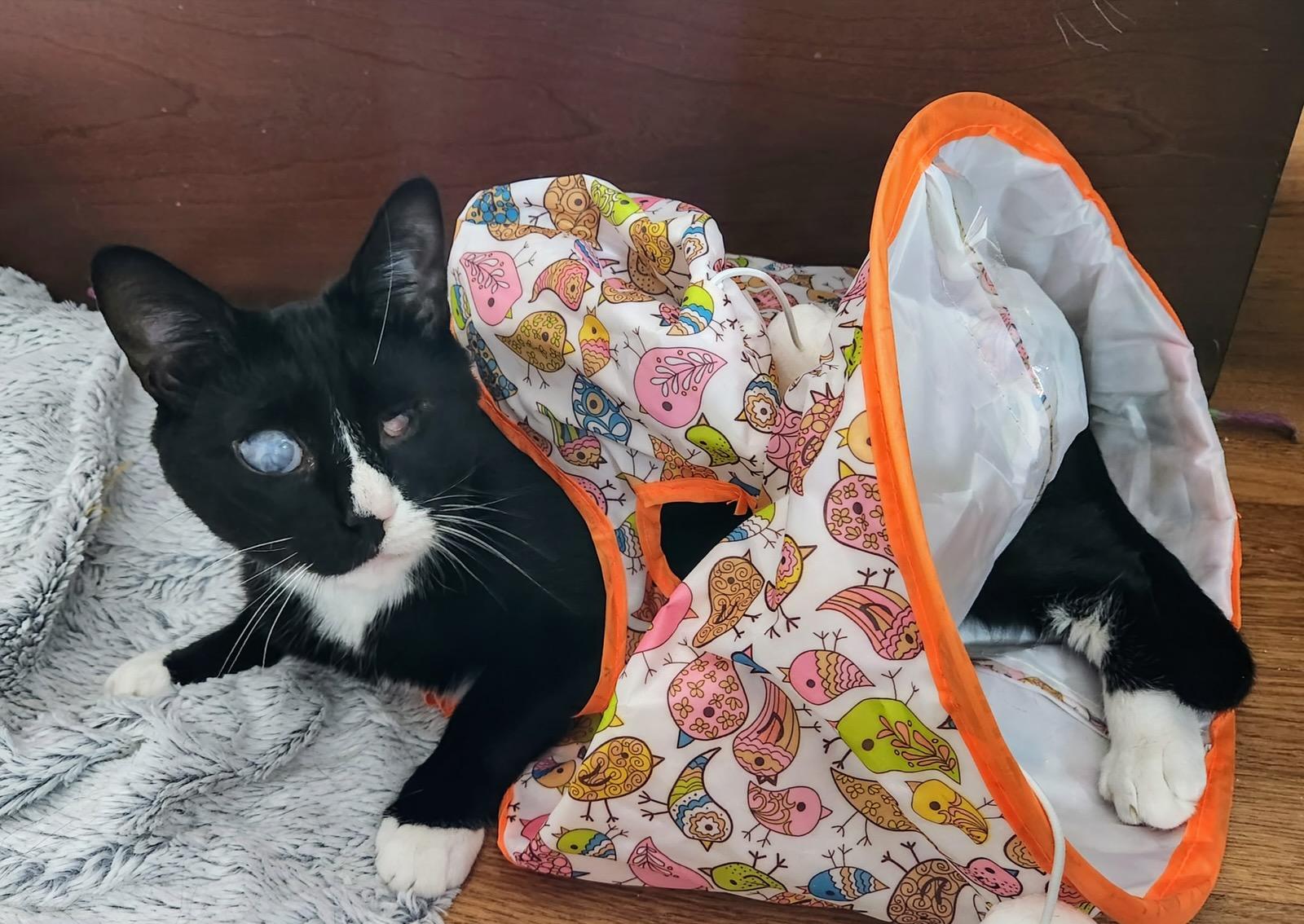 Pearl, a Adoptable Domestic Short Hair in Salem, MA image 3/3