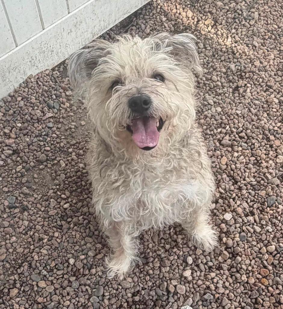 Gizmo, ADOPTABLE, Adult Male Wheaten Terrier.