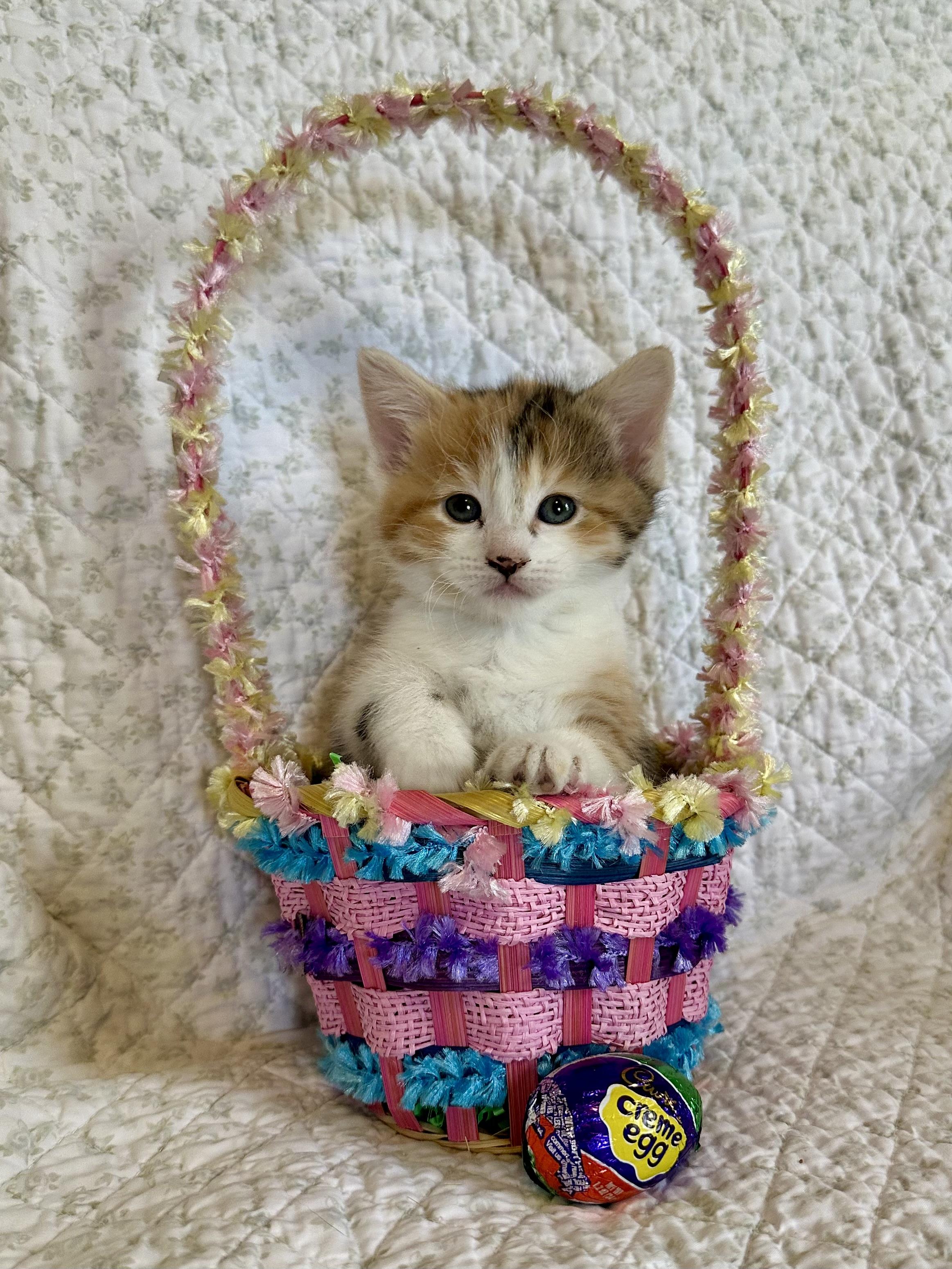 Cadbury and Peeps, an adopted Domestic Short Hair in Albany, NY image 5/6