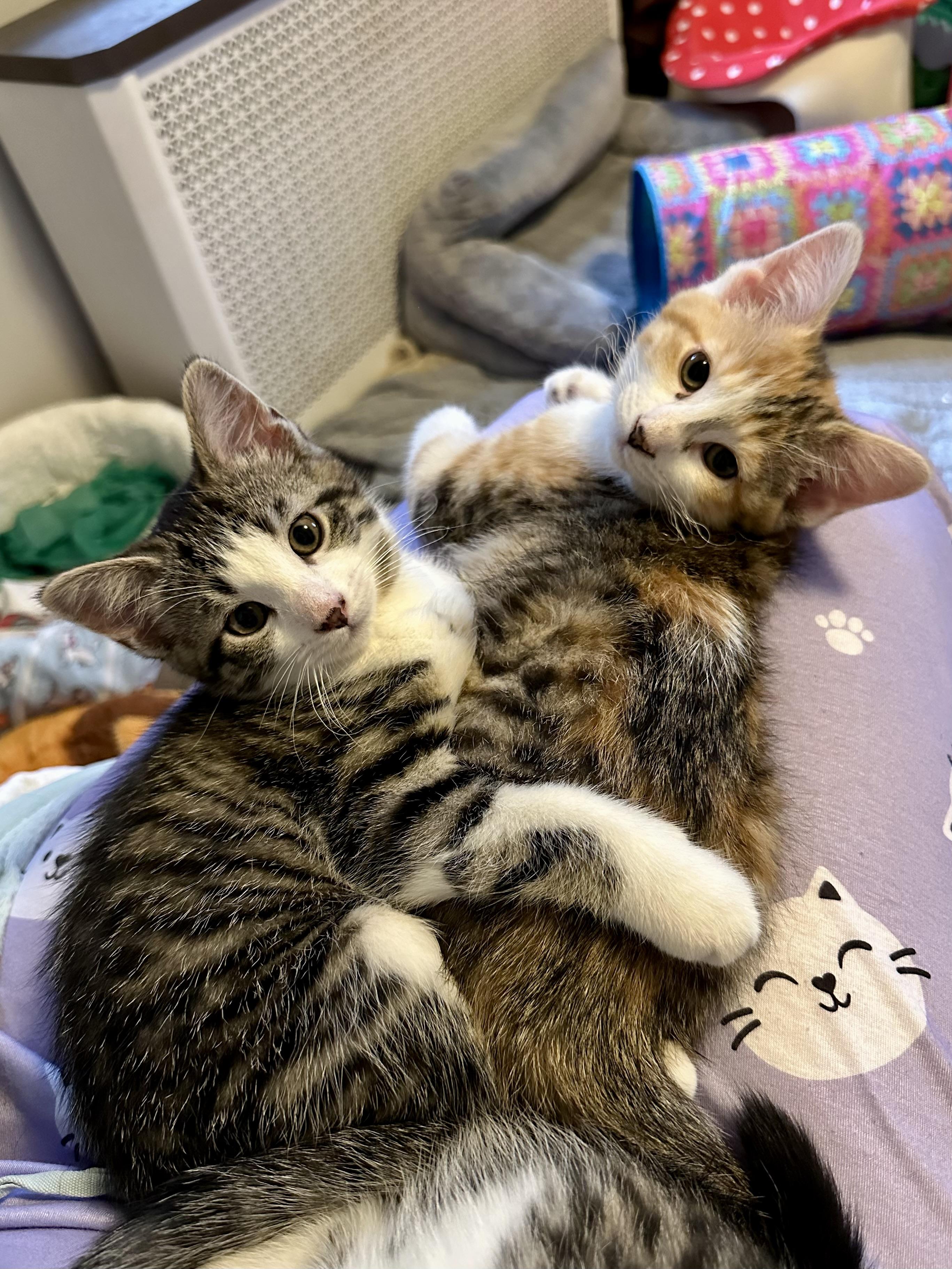 Cadbury and Peeps, an adopted Domestic Short Hair in Albany, NY image 4/6