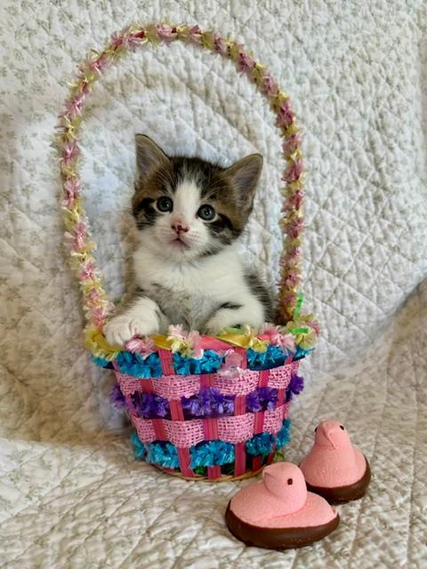 Cadbury and Peeps, an adopted Domestic Short Hair in Albany, NY image 6/6