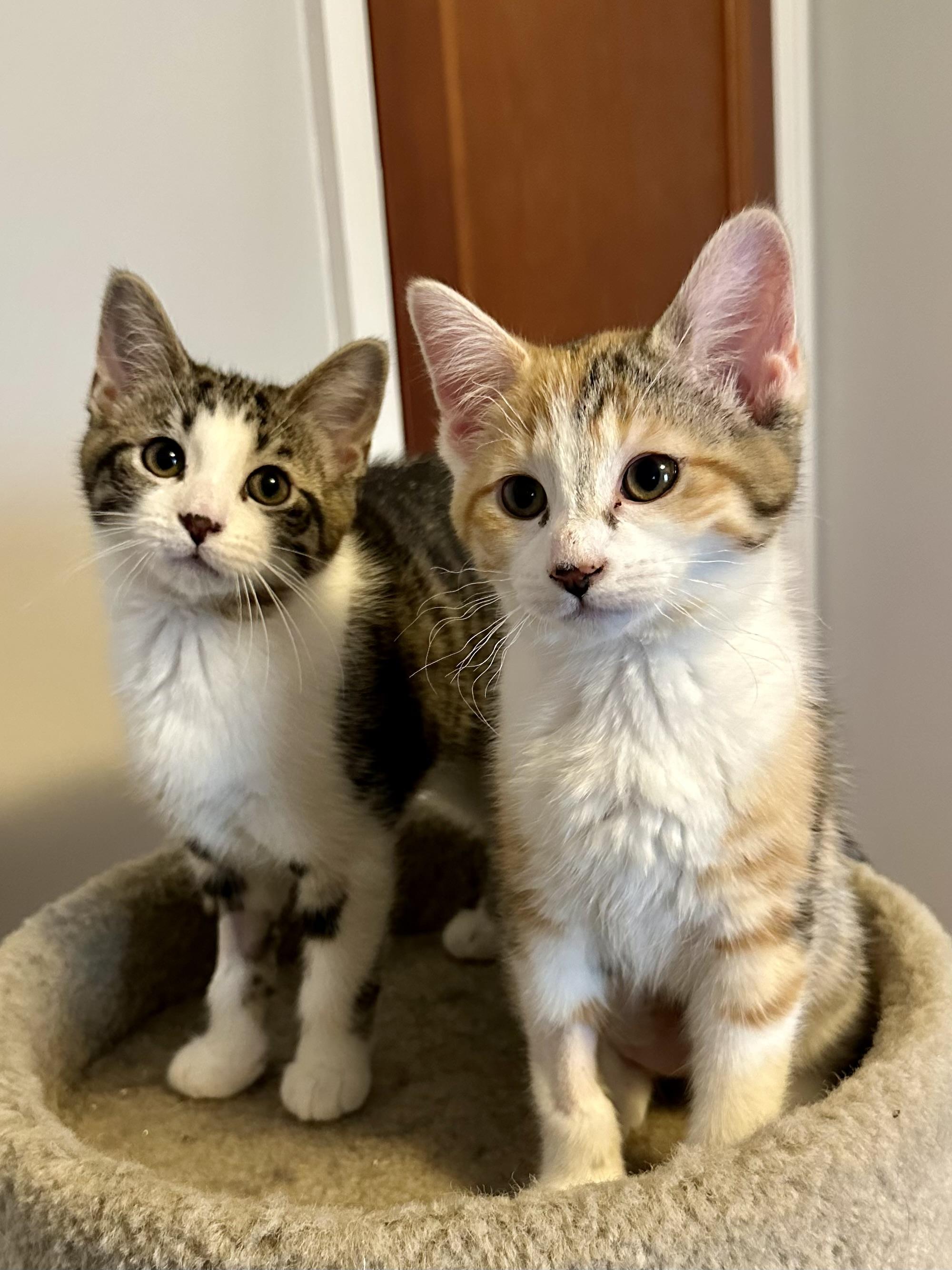Cadbury and Peeps, an adopted Domestic Short Hair in Albany, NY image 2/6