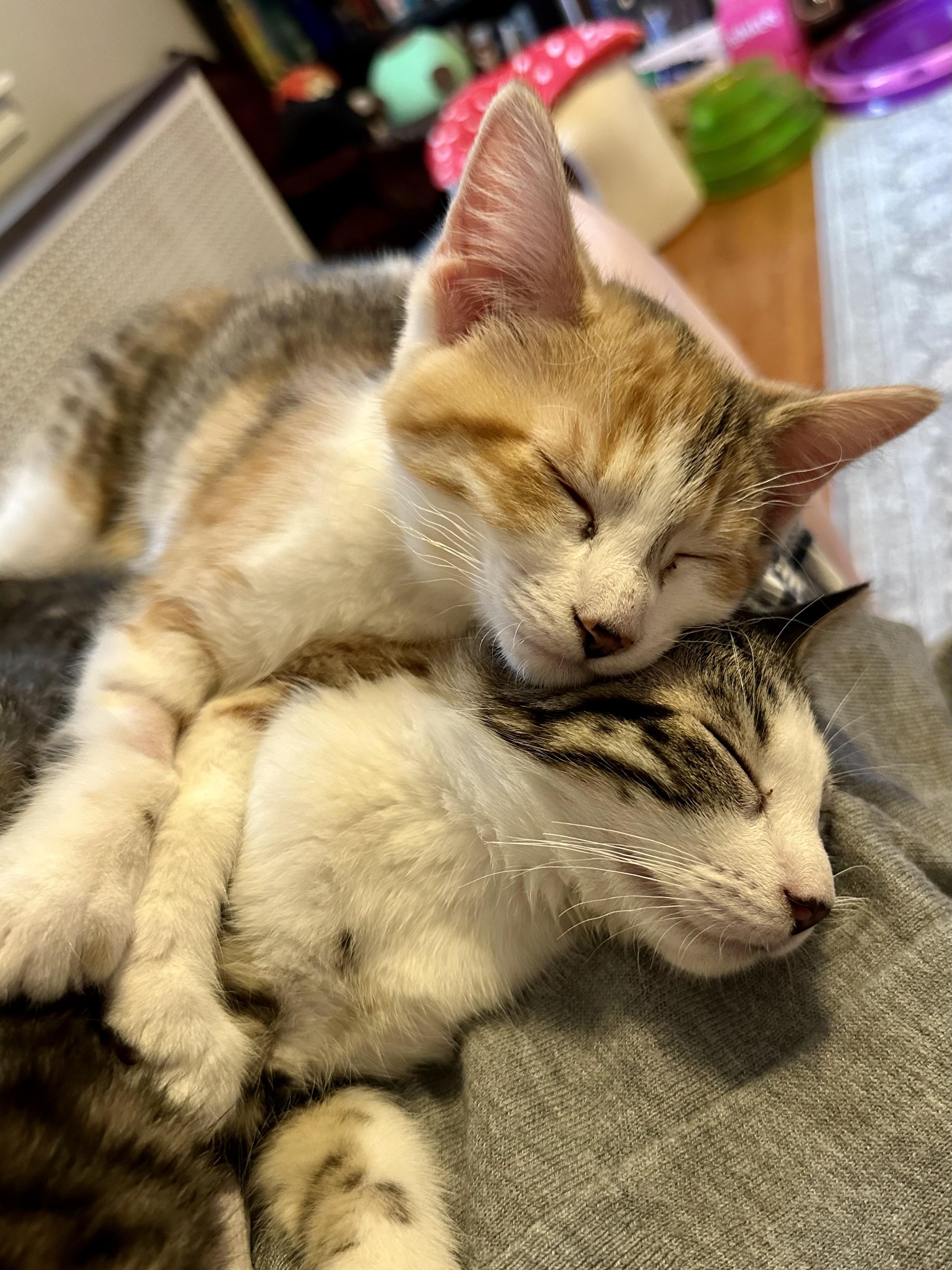 Cadbury and Peeps, an adopted Domestic Short Hair in Albany, NY image 3/6