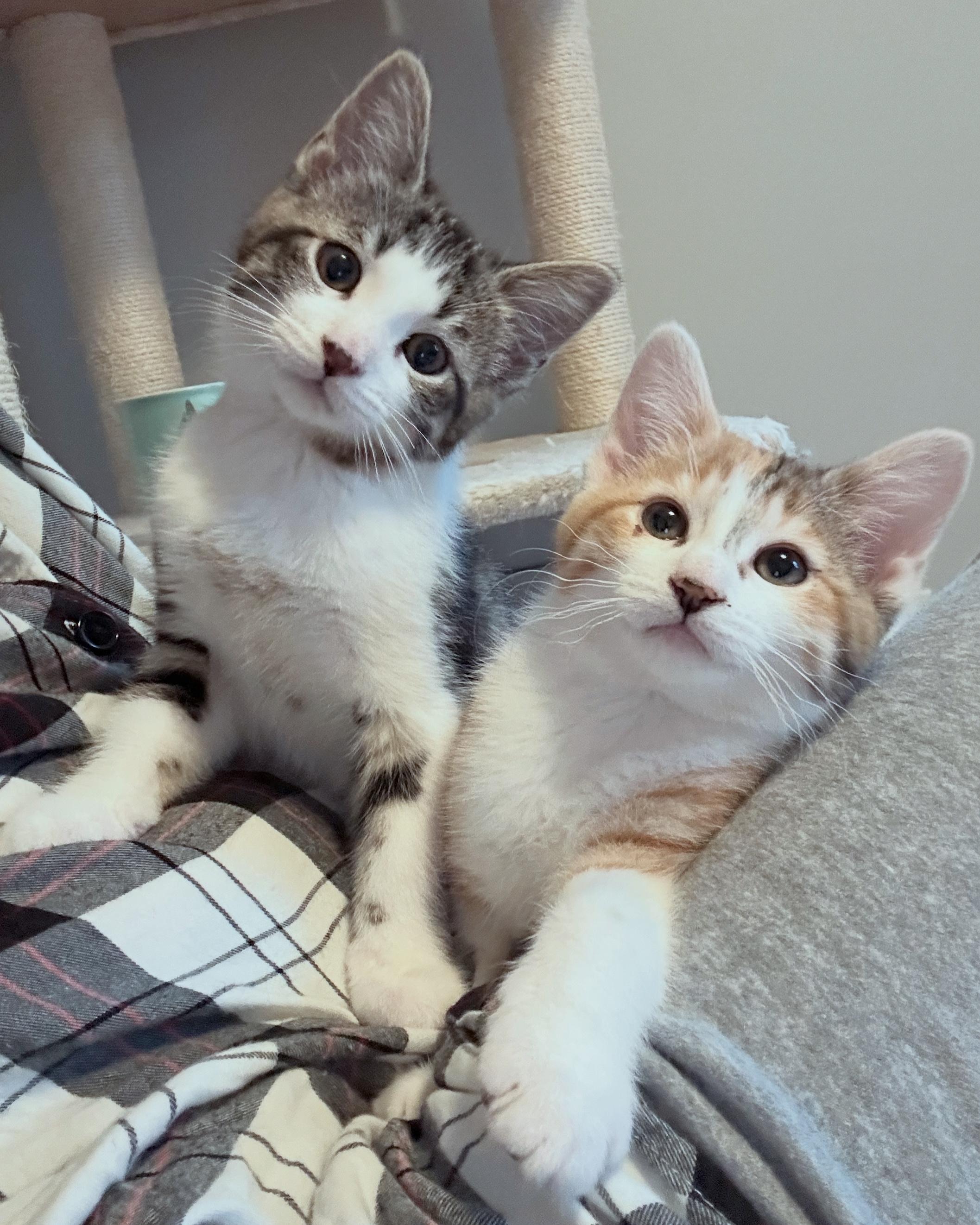 Cadbury and Peeps, an adopted Domestic Short Hair in Albany, NY image 1/6
