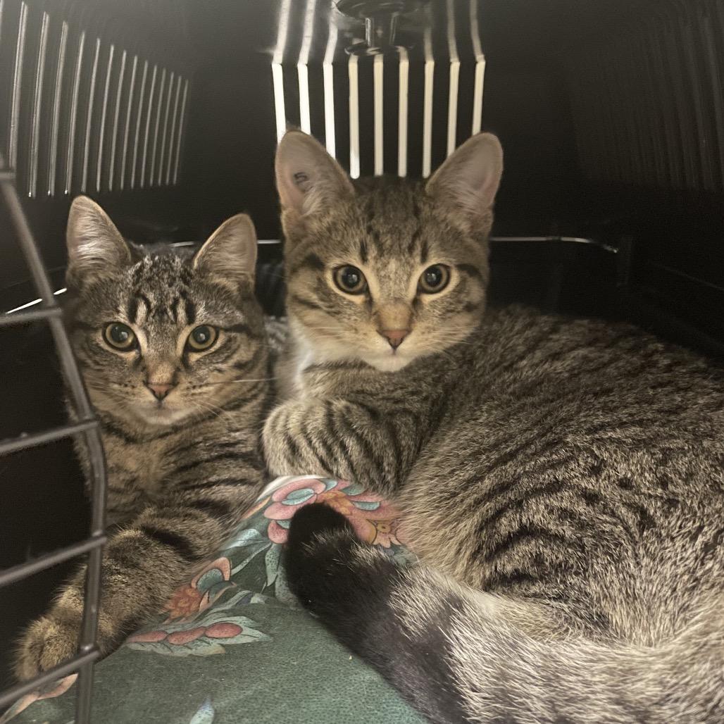 Nixie, Adoptable, Young Male Domestic Short Hair.